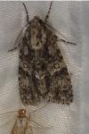 Acronicta rumicis