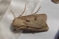 Agrotis exclamationis