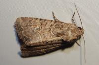 Mesapamea secalella/secalis