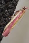 Oncocera semirubella
