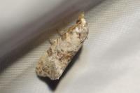 Cochylis molliculana