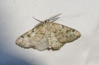 Cleorodes lichenaria