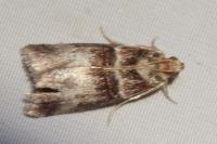 Acrobasis tumidana