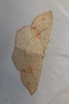 Cyclophora punctaria