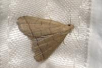 Herminia tarsipennalis