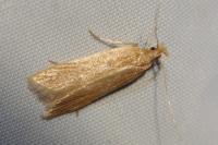 Helcystogramma rufescens