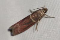 Cryptoblabes bistriga