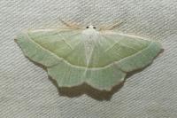 Campaea margaritaria