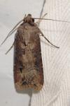 Agrotis ipsilon