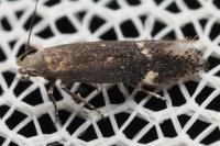 Aproaerema anthyllidella