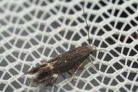 Aproaerema anthyllidella