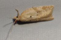 Acleris ferrugana/notana