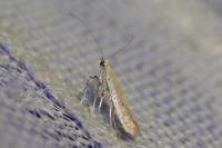 Aspilapteryx tringipennella