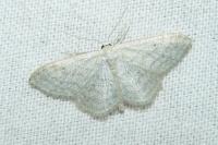 Idaea subsericeata