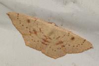 Cyclophora puppillaria