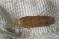 Bryotropha desertella/politella/terrella