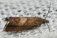 Dichrorampha acuminatana