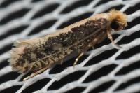 Monopis crocicapitella