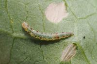 Bedellia somnulentella