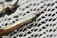 Coleophora alcyonipennella/frischella