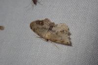Idaea dimidiata