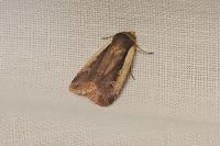 Ochropleura plecta