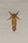 Triodia sylvina
