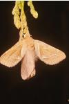 Triodia sylvina