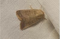Hoplodrina