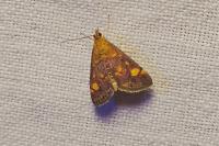 Pyrausta aurata