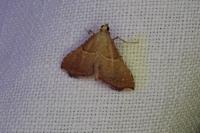 Endotricha flammealis