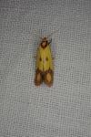 Agapeta zoegana
