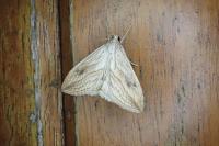 Evergestis forficalis