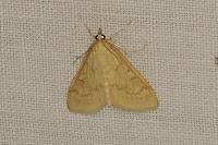 Ostrinia nubilalis/scapulalis