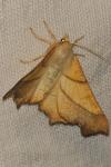 Ennomos fuscantaria