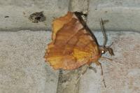 Selenia dentaria