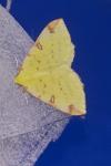 Opisthograptis luteolata