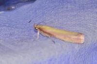 Oncocera semirubella