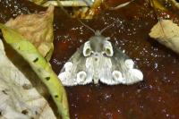 Thyatira batis