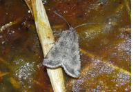 Peridroma saucia