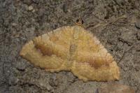 Camptogramma bilineata