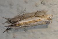 Crambus pascuella