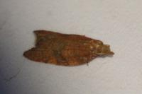 Acleris rhombana