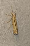 Ancylolomia tentaculella