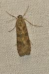 Nomophila noctuella