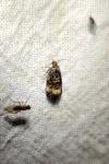 Endothenia gentianaeana/marginana/oblongana