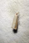 Agriphila straminella