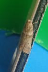 Acrobasis consociella