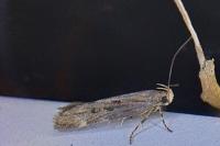 Aroga velocella