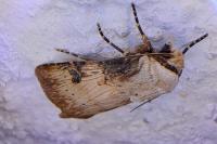 Agrotis puta